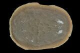 Fossil Jellyfish (Essexella) Pos/Neg - Illinois #120710-2
